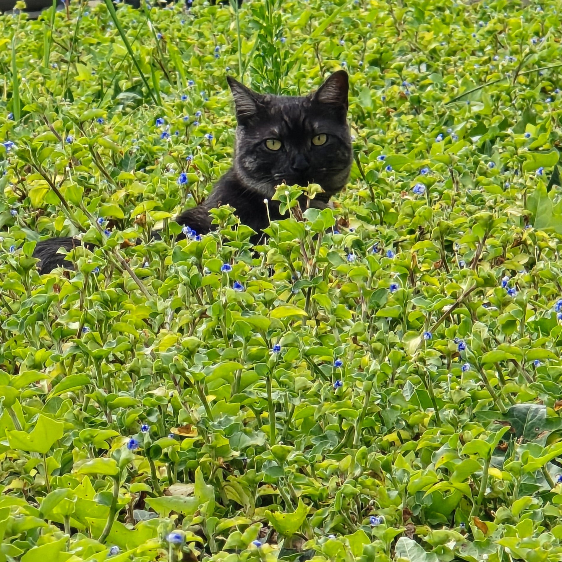 Cat hiding among green plants